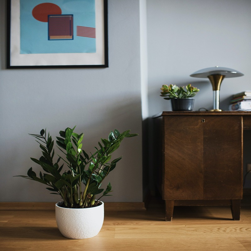 View of 40+ Indoor Plants for your home that can thrive without sunlight, water